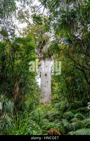 Älteste Kauri-Baum, Tāne Mahuta, Herrn auf den Wald oder Gott des Waldes, dichten Regenwald, Waipoua Forest, Northland Stockfoto