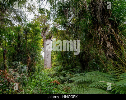 Älteste Kauri-Baum, Tāne Mahuta, Herrn auf den Wald oder Gott des Waldes, dichten Regenwald, Waipoua Forest, Northland Stockfoto