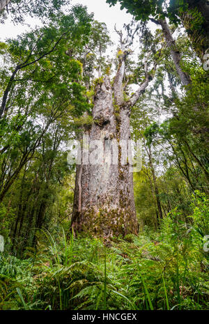 Te Matua Ngahere, Vater des Waldes, riesigen Kauri-Baum (Agathis Australis), die vier Schwestern, Waipoua Forest, Northland Stockfoto