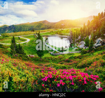 Lichtung mit Blumen in der Nähe von Wasser in den Bergen Stockfoto