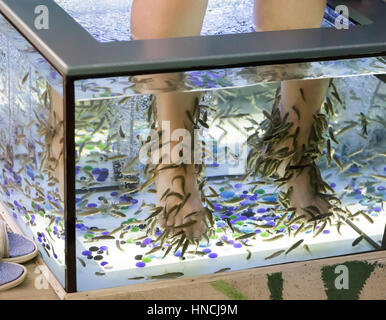 Eine Frau hält einen Fisch-Spa: schrubben und Pediküre an den Füßen mit Garra Rufa Fische im Aquarium. Stockfoto