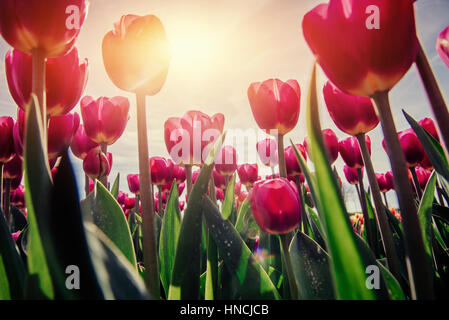 Rosa Tulpen in den Niederlanden. Stockfoto