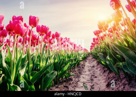 Reihen von rosa Tulpen in den Niederlanden. Stockfoto