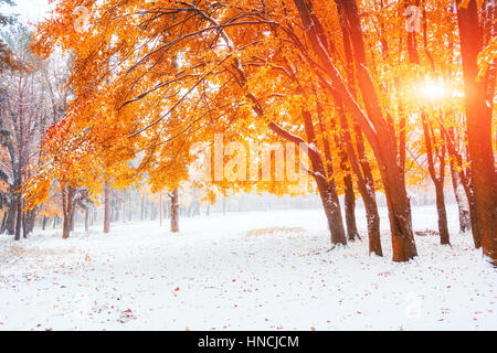 Sonnenlicht bricht durch das Herbstlaub von den Bäumen in der ea Stockfoto