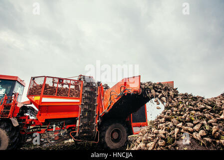 Downloads-Ernte auf dem Feld. Stockfoto