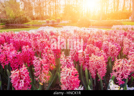 Blume Blumenbeete im Park. Stockfoto