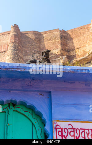 Ein Hund liegt auf dem Dach auf dem Vishveshvara Mahadeva Bügel in Jodhpur, Indien, im Schatten des Mehrangarh Fort. Stockfoto