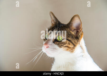 Porträt von Tabby und weiße Katze. Stockfoto