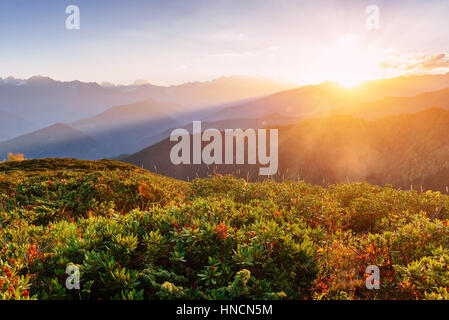 Blühenden Rhododendron-Blumen im Kaukasus Stockfoto