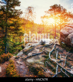 Großer Stein im Wald Stockfoto