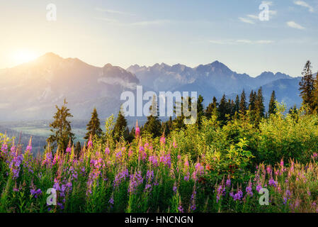 Wilde Blumen bei Sonnenuntergang in den Bergen. Polen. Zakopane Stockfoto