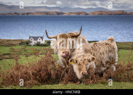 Highland Kuh und Kalb am Meer in Schottland. Stockfoto