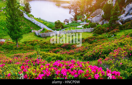 Lichtung mit Blumen in der Nähe des Wassers in Bergen. Stockfoto