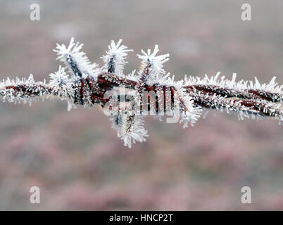 Close Up View von Barbwire bedeckt in Frost, Bayern, Deutschland Stockfoto