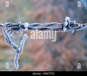 Close Up View von Barbwire bedeckt in Frost, Bayern, Deutschland Stockfoto