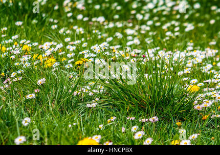 gelben Blüten von Löwenzahn und weißer Klee Blumen in Grasgrün Stockfoto