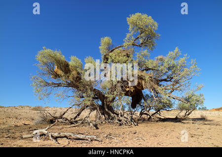 Afrikanische Dornenbaum mit großen kommunalen Nester von gesellig Weber, Kalahari-Wüste, Südafrika Stockfoto