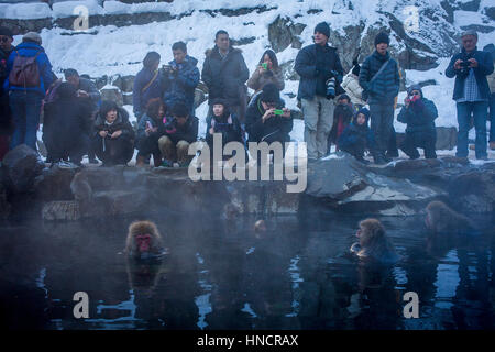 Touristen, die Affen in einem natürlichen Onsen (heiße Quelle), in Jigokudani Monkey Park Nagono Präfektur, Japan. Stockfoto