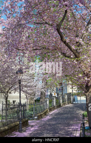 Europa, Deutschland, Bonn, japanische Kirsche Blüte Bäume in der Max-Straße im nördlichen Teil der Stadt. Stockfoto