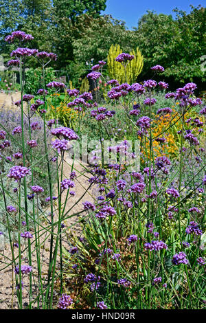 Ein Cottage Garten Blume Grenze mit gemischte Pflanzung einschließlich Verbena Bonariensis Königskerzen und Mullen Stockfoto