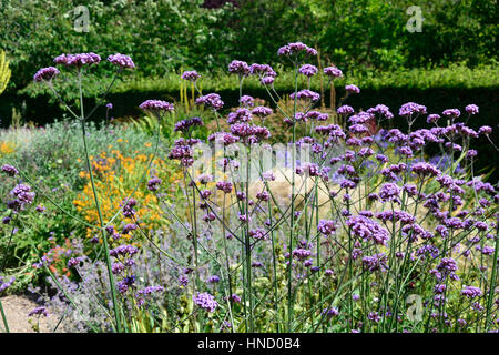 Ein Cottage Garten Blume Grenze mit gemischte Pflanzung einschließlich Verbena Bonariensis Königskerzen und Mullen Stockfoto