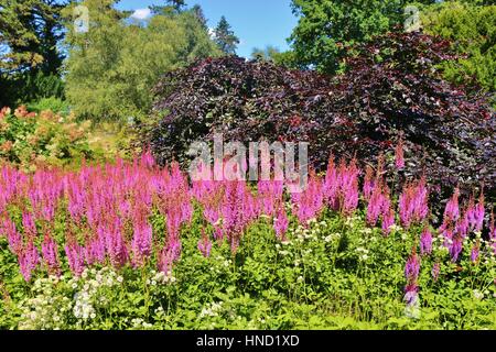 Schöne rosa Blumen und Sträucher und Bäume im Botanischen Garten von Hannover, Norddeutschland, Europa. Stockfoto
