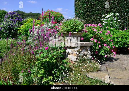 Farbenfrohe Terrasse mit Pelargonien, Lythrums und Clematis Stockfoto