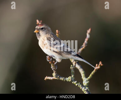 Redpoll (Zuchtjahr Flammea) auf eine Flechte bedeckt Niederlassung in Großbritannien, winter, 2017 Stockfoto