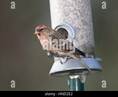 Redpoll, (Carduelis flammea), auf einem Garten Feeder, Wales, UK, 2017 Stockfoto