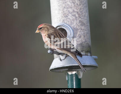 Redpoll, (Carduelis flammea), auf einem Garten Feeder, Wales, UK, 2017 Stockfoto
