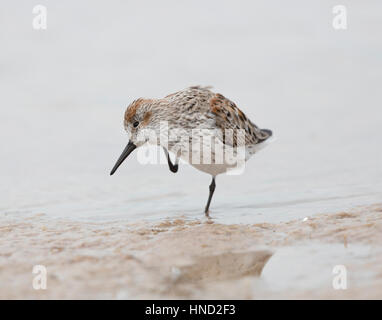 Western Sandpiper an einem Strand, Florida, Stockfoto