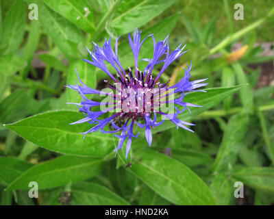 Centaurea Montana Blume Stockfoto