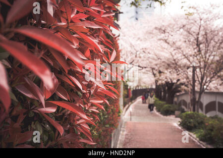 Rosa Kirschblüten in voller Blüte, Japan Stockfoto