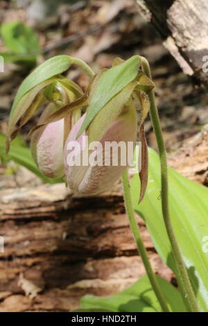 Pink Lady Slipper [Cypripedium Acaule]. Pennsylvania, USA Stockfoto