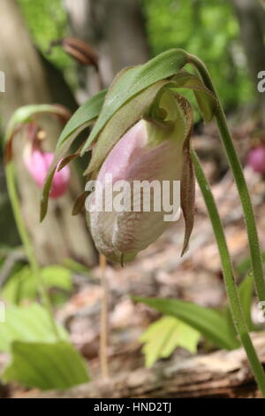 Pink Lady Slipper [Cypripedium Acaule]. Pennsylvania, USA Stockfoto