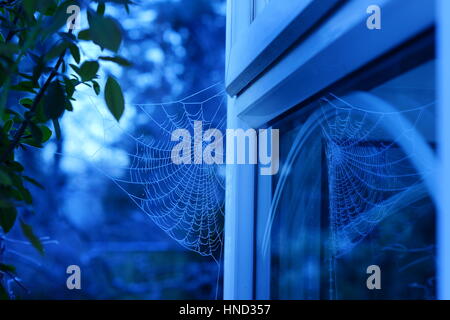 Spinnweben in blau Stockfoto