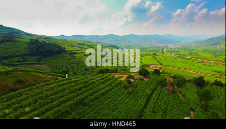 Blick auf die Weinberge auf den italienischen Bergen. Stockfoto
