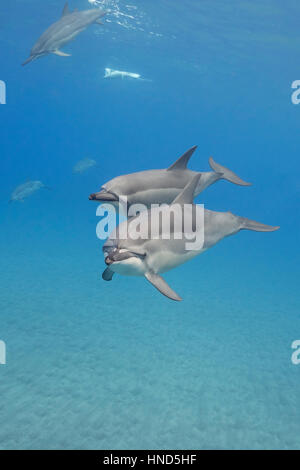 Hawaiian Spinner-Delfine oder Grays Spinner Delphin, Stenella Longirostris Longirostris aus Ho'okena Beach, South Kona, Hawaii (Big Island), USA