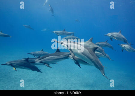 Herde von hawaiianischen Spinner-Delfine oder Grays Spinner-Delfine, Stenella Longirostris, Ruhe, Geselligkeit und spielen mit Blättern, Hookena, Hawaii, Vereinigte Staaten Stockfoto