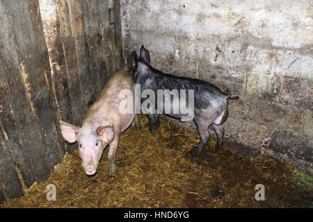 zwei Schweine rosa und schwarz in der Viehhütte auf dem Bauernhof Stockfoto