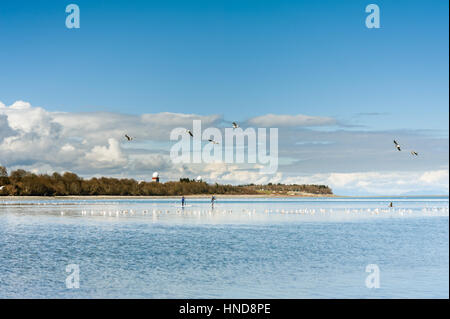 Stand Up Paddleboarders Paddel SUP im Ozean mit Möwen Kye Bay, Comox, British Columbia, Kanada Stockfoto