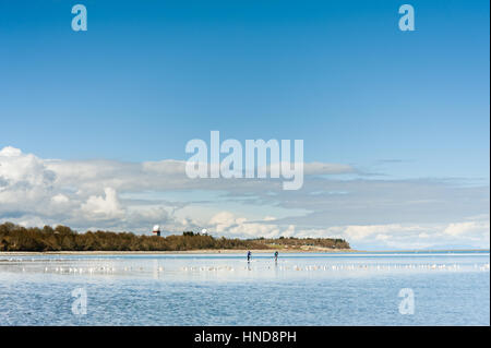 Stand Up Paddleboarders Paddel SUP im Ozean mit Möwen Kye Bay, Comox, British Columbia, Kanada Stockfoto