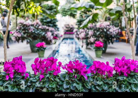 Rosa lila Alpenveilchen Blüten mit Brunnen im Zentrum Stockfoto