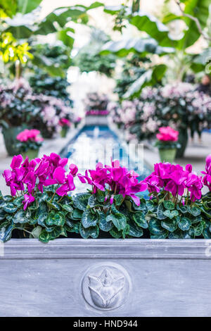 Rosa lila Alpenveilchen Blüten mit Brunnen im Zentrum Stockfoto