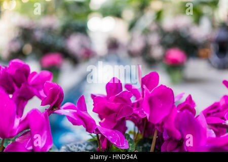 Rosa lila Alpenveilchen Blüten mit Brunnen im Zentrum Stockfoto