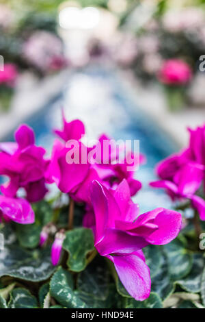 Rosa lila Alpenveilchen Blüten mit Brunnen im Zentrum Stockfoto