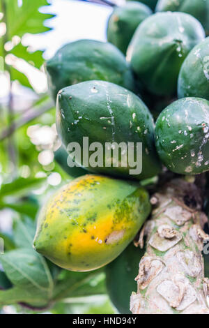 Grüne Unreife Papayas wachsen auf Baum Stockfoto
