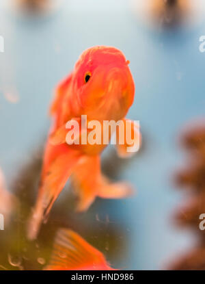 Ein Goldfische im Aquarium schauen lustig Stockfoto