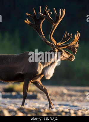 Ein Karibu (Rangifer Tarandus) geht über den Teklanika River in Denali Nationalpark, Alaska. Stockfoto