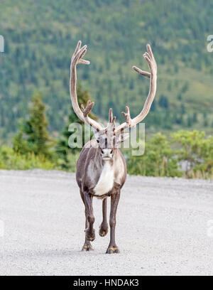 Ein Bull-Karibu (Rangifer Tarandus) trabt die Park-Straße in Denali Nationalpark, Alaska Stockfoto